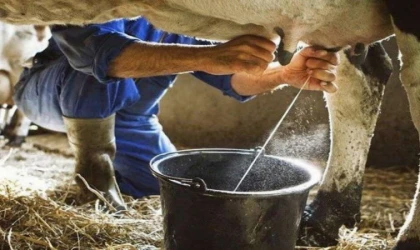 Ticari süt işletmeleri milyon tonu aşkın inek sütü topladı